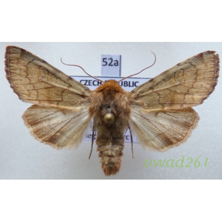 Sideridis lampra (Schawerda, 1913) Czech52a